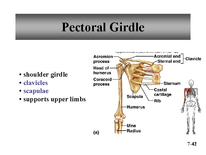 Pectoral Girdle • shoulder girdle • clavicles • scapulae • supports upper limbs 7