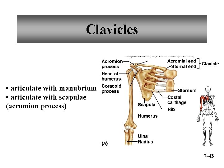Clavicles • articulate with manubrium • articulate with scapulae (acromion process) 7 -43 