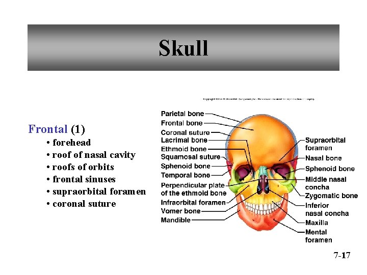 Skull Frontal (1) • forehead • roof of nasal cavity • roofs of orbits