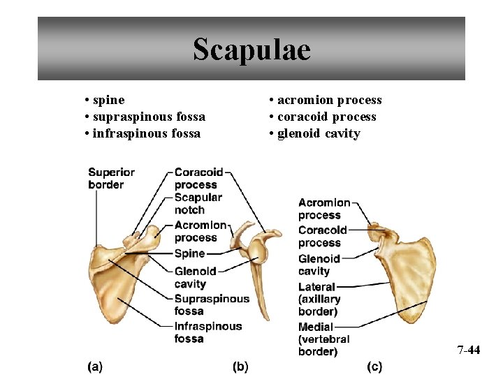 Scapulae • spine • supraspinous fossa • infraspinous fossa • acromion process • coracoid
