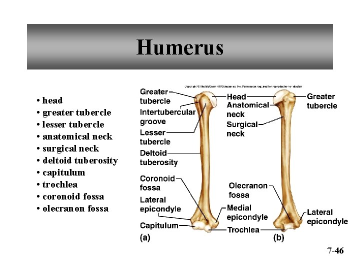 Humerus • head • greater tubercle • lesser tubercle • anatomical neck • surgical