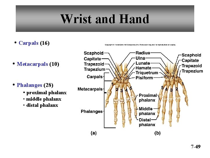 Wrist and Hand • Carpals (16) • Metacarpals (10) • Phalanges (28) • proximal
