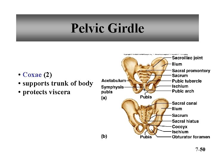 Pelvic Girdle • Coxae (2) • supports trunk of body • protects viscera 7