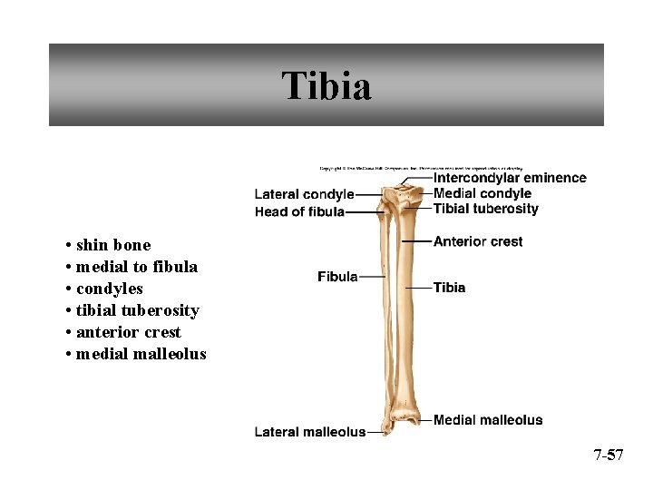 Tibia • shin bone • medial to fibula • condyles • tibial tuberosity •