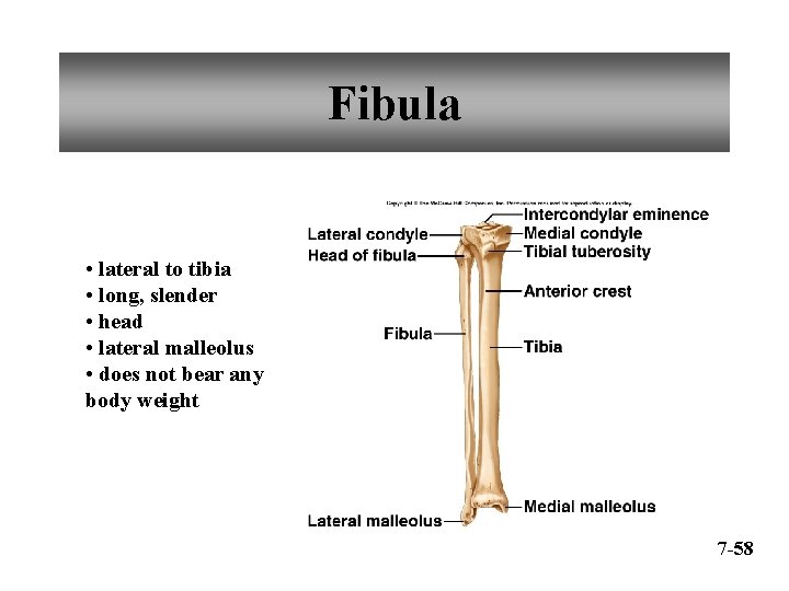 Fibula • lateral to tibia • long, slender • head • lateral malleolus •