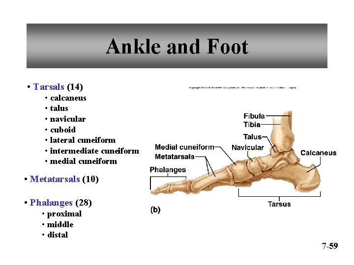 Ankle and Foot • Tarsals (14) • calcaneus • talus • navicular • cuboid