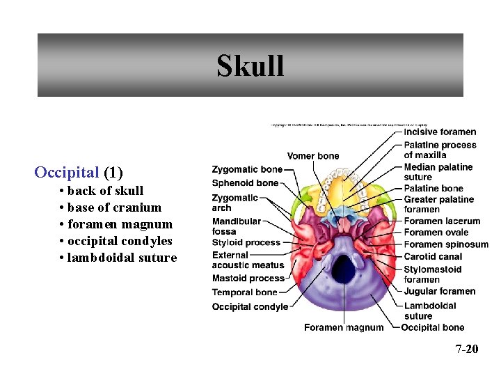 Skull Occipital (1) • back of skull • base of cranium • foramen magnum