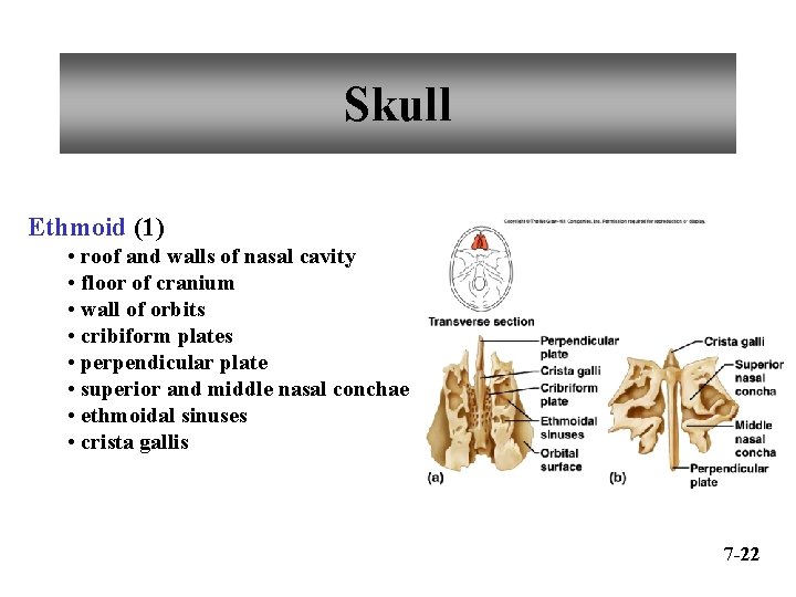 Skull Ethmoid (1) • roof and walls of nasal cavity • floor of cranium