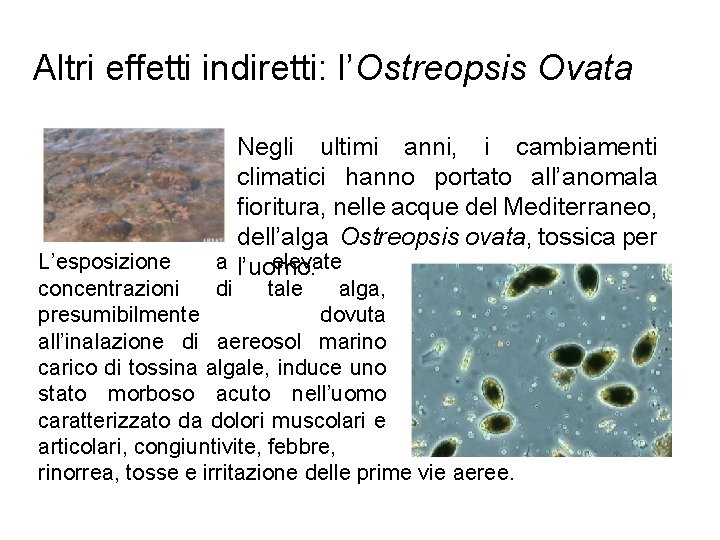 Altri effetti indiretti: l’Ostreopsis Ovata Negli ultimi anni, i cambiamenti climatici hanno portato all’anomala