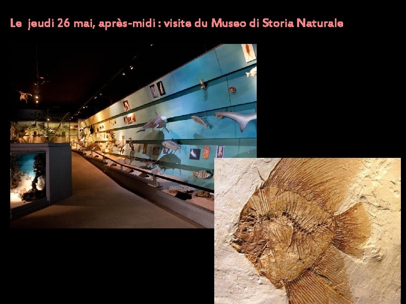 Le jeudi 26 mai, après-midi : visite du Museo di Storia Naturale 