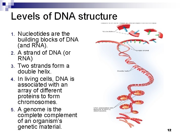Levels of DNA structure 1. 2. 3. 4. 5. Nucleotides are the building blocks