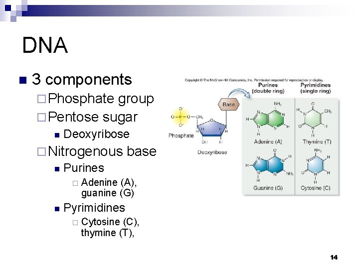DNA n 3 components ¨ Phosphate group ¨ Pentose sugar n Deoxyribose ¨ Nitrogenous