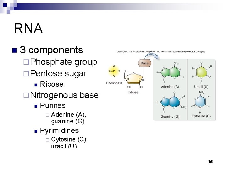 RNA n 3 components ¨ Phosphate group ¨ Pentose sugar n Ribose ¨ Nitrogenous