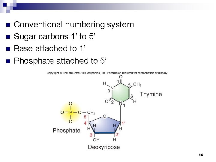 n n Conventional numbering system Sugar carbons 1’ to 5’ Base attached to 1’