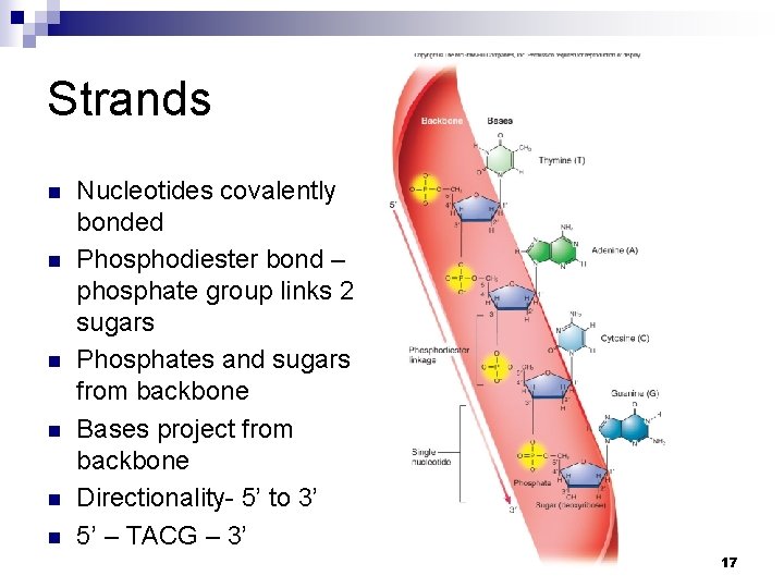 Strands n n n Nucleotides covalently bonded Phosphodiester bond – phosphate group links 2