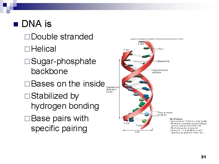n DNA is ¨ Double stranded ¨ Helical ¨ Sugar-phosphate backbone ¨ Bases on