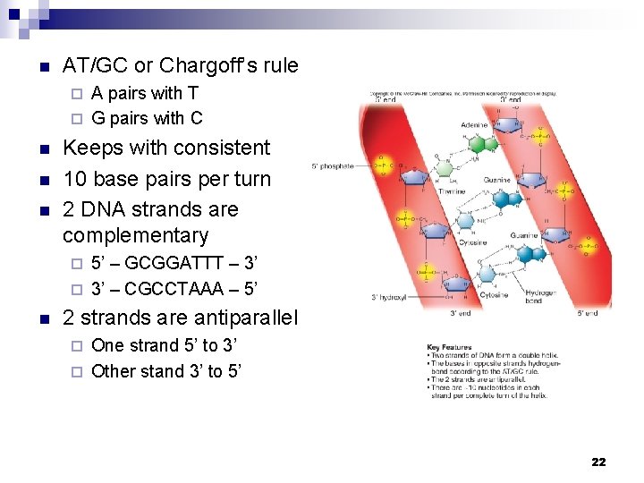 n AT/GC or Chargoff’s rule A pairs with T ¨ G pairs with C