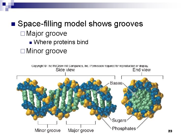 n Space-filling model shows grooves ¨ Major groove n Where proteins bind ¨ Minor