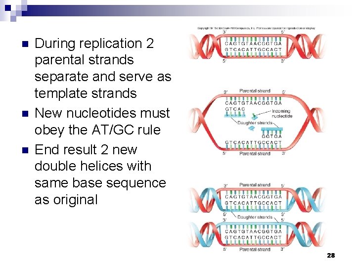 n n n During replication 2 parental strands separate and serve as template strands