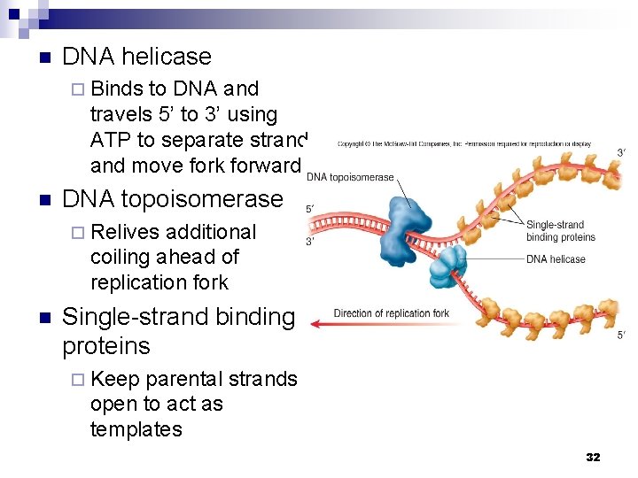 n DNA helicase ¨ Binds to DNA and travels 5’ to 3’ using ATP