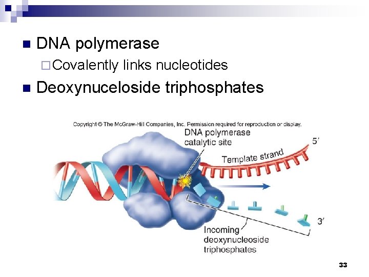 n DNA polymerase ¨ Covalently n links nucleotides Deoxynuceloside triphosphates 33 