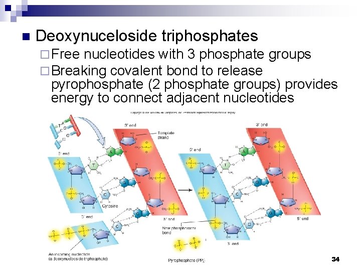 n Deoxynuceloside triphosphates ¨ Free nucleotides with 3 phosphate ¨ Breaking covalent bond to