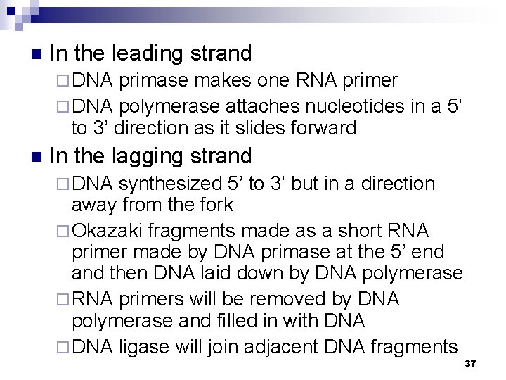 n In the leading strand ¨ DNA primase makes one RNA primer ¨ DNA