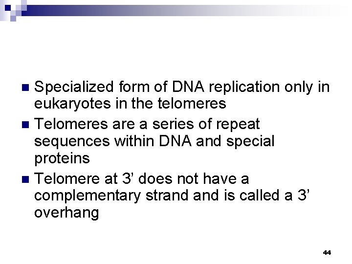 Specialized form of DNA replication only in eukaryotes in the telomeres n Telomeres are