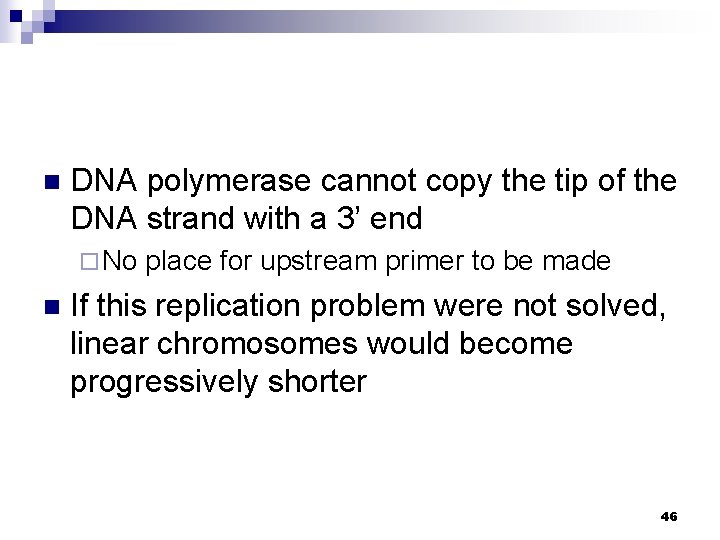 n DNA polymerase cannot copy the tip of the DNA strand with a 3’
