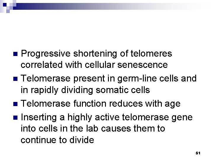 Progressive shortening of telomeres correlated with cellular senescence n Telomerase present in germ-line cells