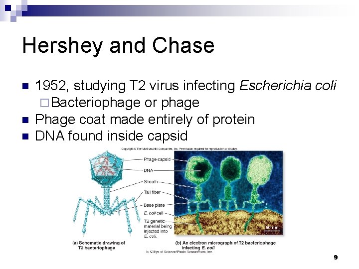 Hershey and Chase n n n 1952, studying T 2 virus infecting Escherichia coli