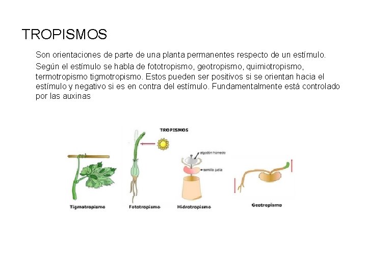 TROPISMOS Son orientaciones de parte de una planta permanentes respecto de un estímulo. Según