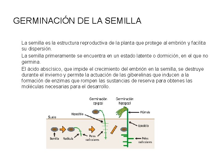 GERMINACIÓN DE LA SEMILLA La semilla estructura reproductiva de la planta que protege al