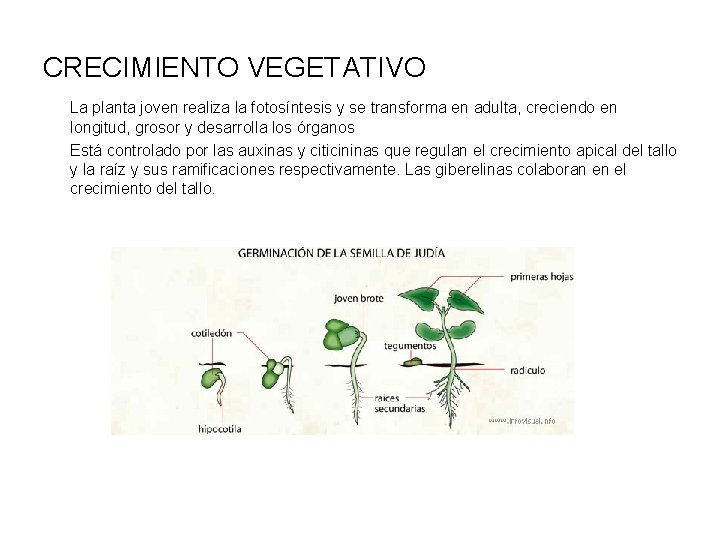 CRECIMIENTO VEGETATIVO La planta joven realiza la fotosíntesis y se transforma en adulta, creciendo