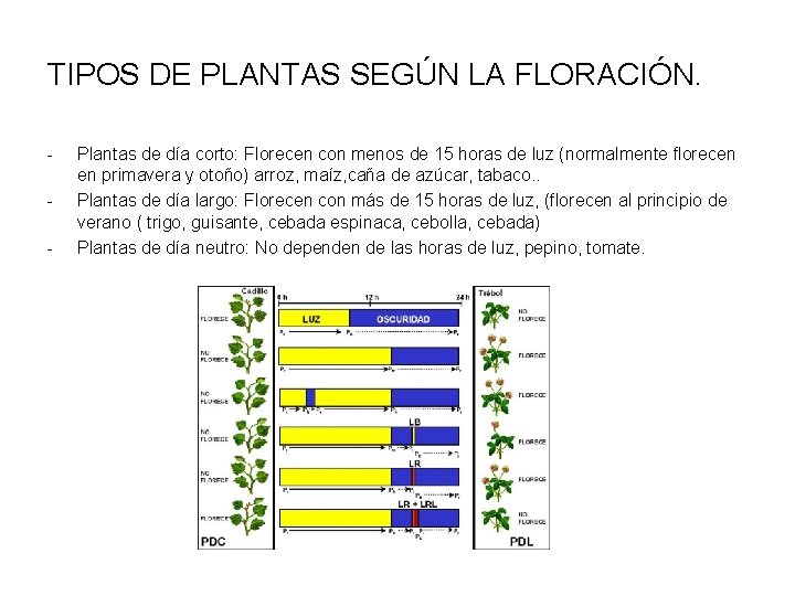 TIPOS DE PLANTAS SEGÚN LA FLORACIÓN. - Plantas de día corto: Florecen con menos