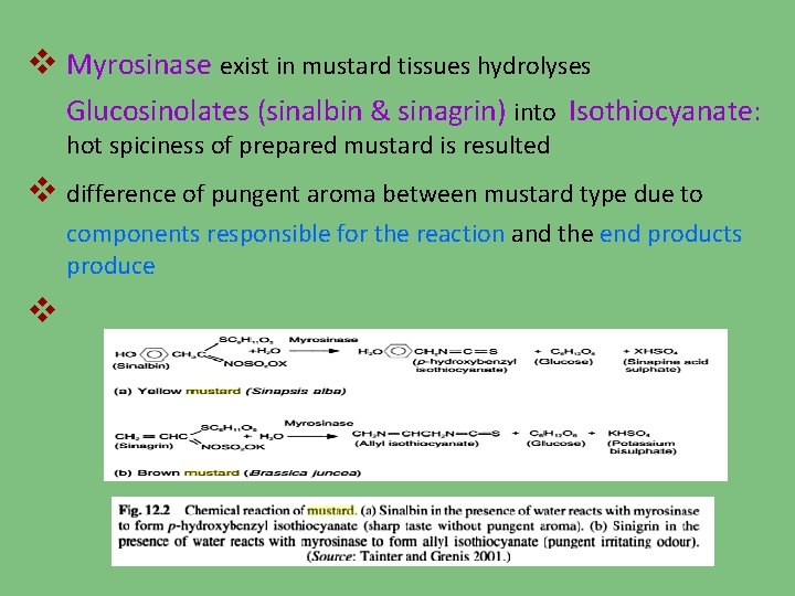 v Myrosinase exist in mustard tissues hydrolyses Glucosinolates (sinalbin & sinagrin) into Isothiocyanate: hot