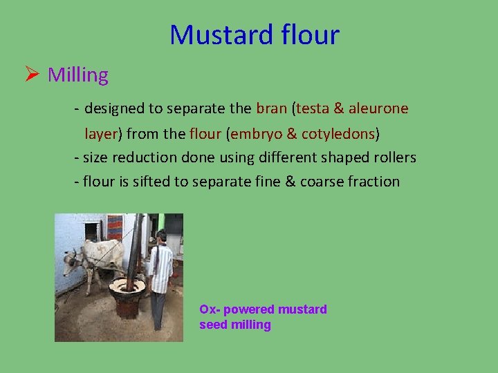 Mustard flour Ø Milling - designed to separate the bran (testa & aleurone layer)