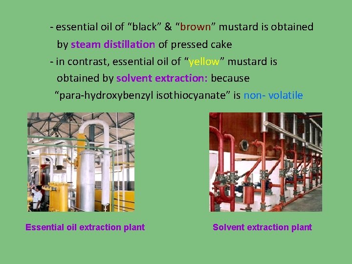 - essential oil of “black” & “brown” mustard is obtained by steam distillation of