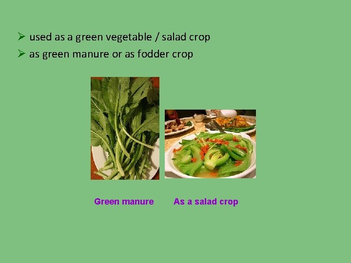 Ø used as a green vegetable / salad crop Ø as green manure or
