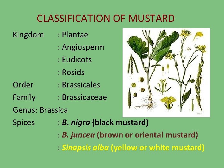 CLASSIFICATION OF MUSTARD Kingdom : Plantae : Angiosperm : Eudicots : Rosids Order :