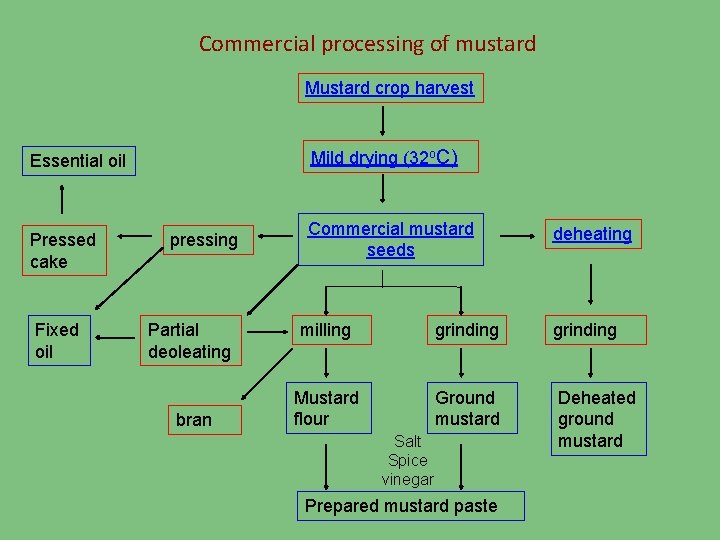 Commercial processing of mustard Mustard crop harvest Mild drying (32 o. C) Essential oil
