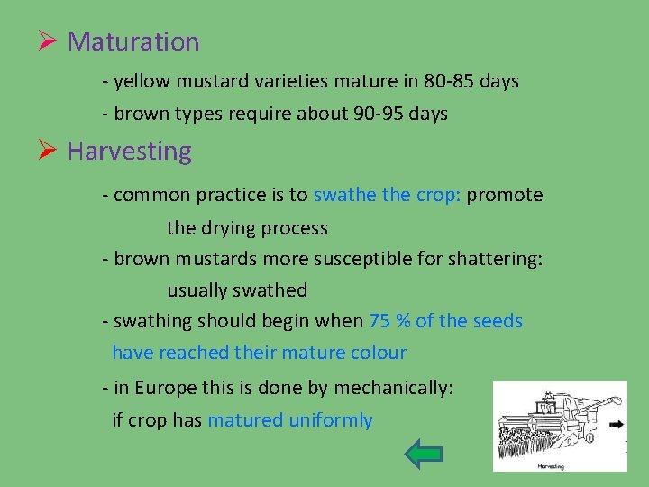Ø Maturation - yellow mustard varieties mature in 80 -85 days - brown types