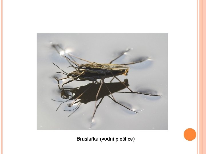 Bruslařka (vodní ploštice) 