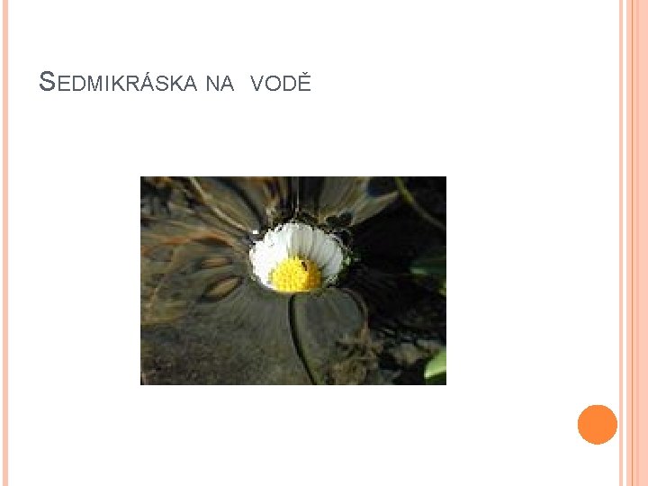 SEDMIKRÁSKA NA VODĚ 