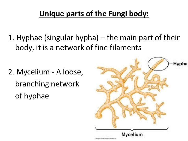 Kingdom Fungi Pages 152 158 textbook Cell type