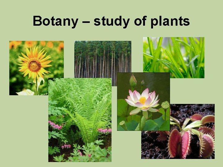 Botanically Botany Botany study of plants Characteristics Multicellular eukaryotes