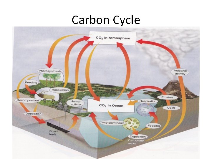 Carbon Cycle 