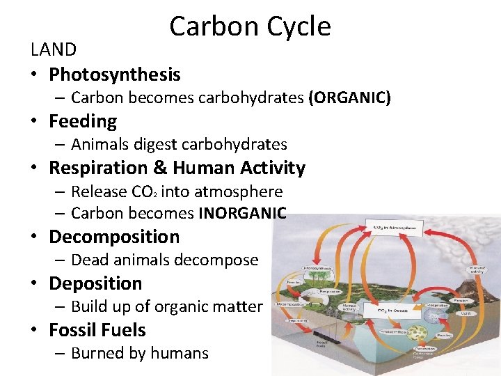 Carbon Cycle LAND • Photosynthesis – Carbon becomes carbohydrates (ORGANIC) • Feeding – Animals