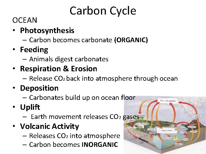 Carbon Cycle OCEAN • Photosynthesis – Carbon becomes carbonate (ORGANIC) • Feeding – Animals