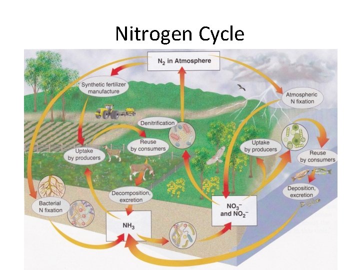 Nitrogen Cycle 